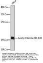 Acetyl-Histone H3-K23 pAb