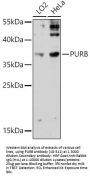 PURB Antibody