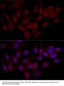 EIF6 Antibody