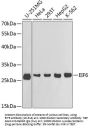 EIF6 Antibody