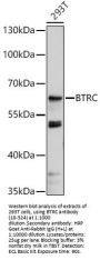 BTRC Antibody