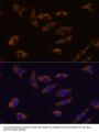 FSTL4 Antibody