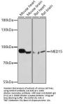 MED15 Antibody