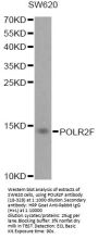 POLR2F Antibody