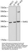 THPO Antibody