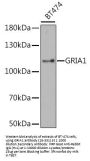 GRIA1 Antibody