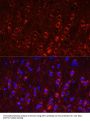 GRIA1 Antibody