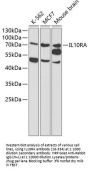 IL10RA Antibody