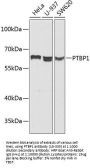 PTBP1 Antibody