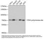 DNA polymerase eta Antibody