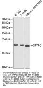 SFTPC Antibody