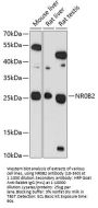NR0B2 Antibody
