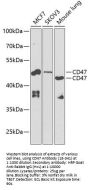 CD47 Antibody