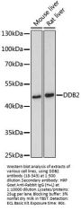 DDB2 Antibody