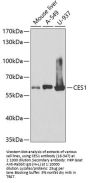 CES1 Antibody
