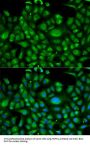 HSPA1L Antibody