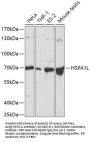 HSPA1L Antibody