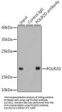 POLR2D Antibody