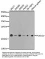POLR2D Antibody