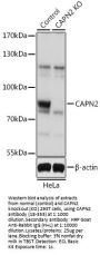 CAPN2 Antibody, KO Validated
