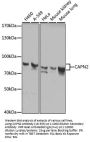 CAPN2 Antibody, KO Validated