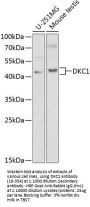 DKC1 Antibody