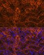 LAMC2 Antibody