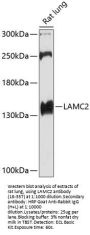 LAMC2 Antibody