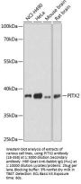 PITX2 Antibody
