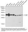 C1QBP Antibody