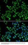 C1QBP Antibody