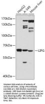 LIPG Antibody