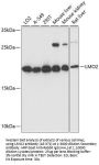 LMO2 Antibody