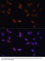 Lamin B1 Antibody, KO Validated