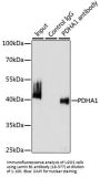 Lamin B1 Antibody, KO Validated
