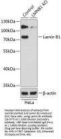 Lamin B1 Antibody, KO Validated