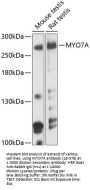 MYO7A Antibody