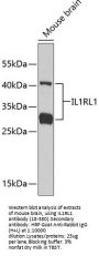 IL1RL1 Antibody