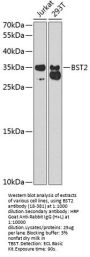 BST2 Antibody