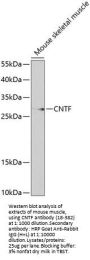 CNTF Antibody