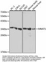 MNAT1 Antibody