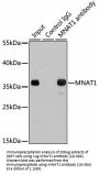 MNAT1 Antibody