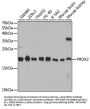 PRDX2 Antibody, KO Validated