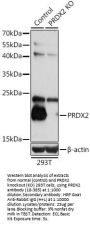PRDX2 Antibody, KO Validated