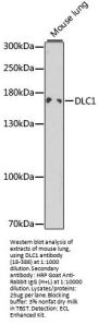 DLC1 Antibody