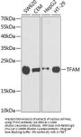 TFAM Antibody
