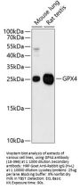 GPX4 Antibody