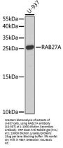RAB27A Antibody, KO Validated