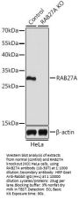 RAB27A Antibody, KO Validated