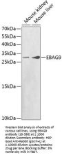 EBAG9 Antibody